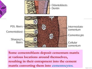 Some cementoblasts deposit cementum matrix
at various locations around themselves,
resulting in their entrapment into the cement
matrix converting them into cementocytes.
 
