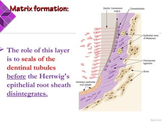  The role of this layer
is to seals of the
dentinal tubules
before the Hertwig's
epithelial root sheath
disintegrates.
Matrix formation:Matrix formation:
 