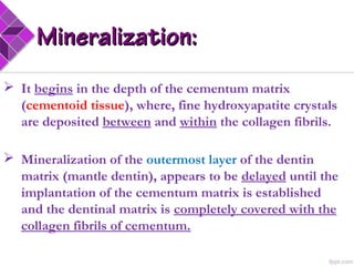 Mineralization:Mineralization:
 It begins in the depth of the cementum matrix
(cementoid tissue), where, fine hydroxyapatite crystals
are deposited between and within the collagen fibrils.
 Mineralization of the outermost layer of the dentin
matrix (mantle dentin), appears to be delayed until the
implantation of the cementum matrix is established
and the dentinal matrix is completely covered with the
collagen fibrils of cementum.
 