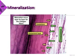 Cementum
Cementoid layer
Cementoblast
Maturation occur
layer by layer for
the collagen
fibers
Mineralization:Mineralization:
 