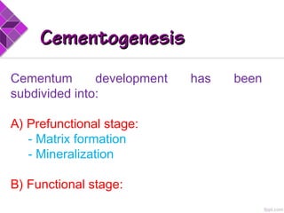 CementogenesisCementogenesis
Cementum development has been
subdivided into:
A) Prefunctional stage:
- Matrix formation
- Mineralization
B) Functional stage:
 
