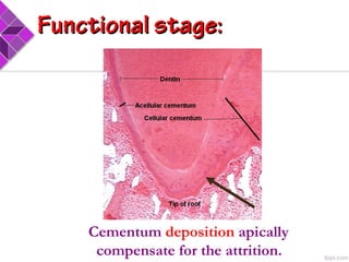 Cementum deposition apically
compensate for the attrition.
Functional stage:Functional stage:
 