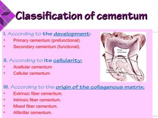 Classification of cementumClassification of cementum
I. According to the development:
• Primary cementum (prefunctional).
• Secondary cementum (functional).
II. According to its cellularity:
• Acellular cementum
• Cellular cementum
III. According to the origin of the collagenous matrix:
• Extrinsic fiber cementum.
• Intrinsic fiber cementum.
• Mixed fiber cementum.
• Afibrillar cementum.
 
