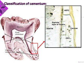 Classification of cementum:Classification of cementum:
 