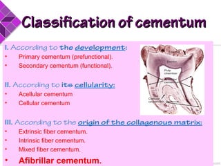 Classification of cementumClassification of cementum
I. According to the development:
• Primary cementum (prefunctional).
• Secondary cementum (functional).
II. According to its cellularity:
• Acellular cementum
• Cellular cementum
III. According to the origin of the collagenous matrix:
• Extrinsic fiber cementum.
• Intrinsic fiber cementum.
• Mixed fiber cementum.
• Afibrillar cementum.
 