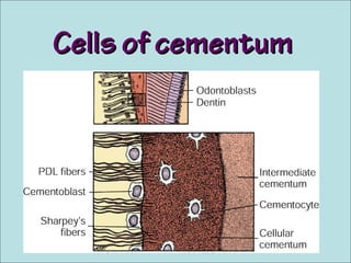 Cells of cementumCells of cementum
 
