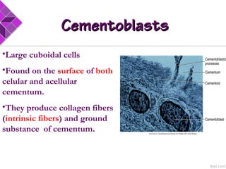 •Large cuboidal cells
•Found on the surface of both
celular and acellular
cementum.
•They produce collagen fibers
(intrinsic fibers) and ground
substance of cementum.
CementoblastsCementoblasts
 