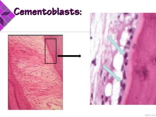 Cementoblasts:Cementoblasts:
 