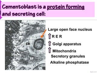 Cementoblast is aCementoblast is a protein formingprotein forming
and secreting cell:and secreting cell:
Large open face nucleus
R E R
Golgi apparatus
Mitochondria
Alkaline phosphatase
Secretory granules
 