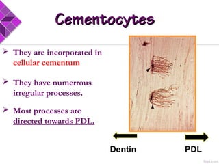  They are incorporated in
cellular cementum
 They have numerrous
irregular processes.
 Most processes are
directed towards PDL.
CementocytesCementocytes
Dentin PDL
 