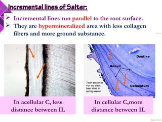 In acellular C, less
distance between IL
In cellular C,more
distance between IL
 Incremental lines run parallel to the root surface.
 They are hypermineralized area with less collagen
fibers and more ground substance.
Incremental lines of Salter:Incremental lines of Salter:
 