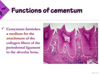 Functions of cementumFunctions of cementum
 Cementum furnishes
a medium for the
attachment of the
collagen fibers of the
periodontal ligament
to the alveolar bone.
 