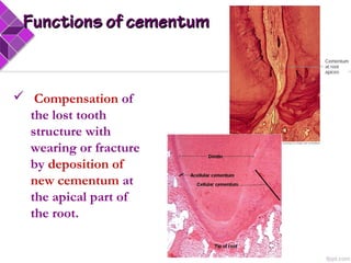 Functions of cementumFunctions of cementum
 Compensation of
the lost tooth
structure with
wearing or fracture
by deposition of
new cementum at
the apical part of
the root.
 