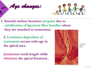 1. Smooth surface becomes irregular due to
calcification of ligament fiber bundles where
they are attached to cementum.
2. Continues deposition of
cementum occurs with age in
the apical area.
(maintains tooth length while
obstructs the apical foramen) .
Age changes:Age changes:
 