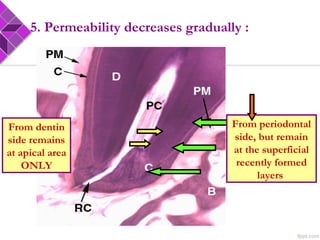 5. Permeability decreases gradually :
From periodontal
side, but remain
at the superficial
recently formed
layers
From dentin
side remains
at apical area
ONLY
 