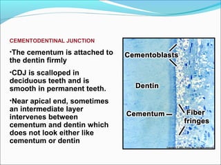 Cementum | PPT