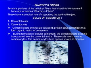 tooth cementum tooth physiology form and | PPT