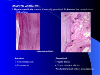 tooth cementum tooth physiology form and | PPT