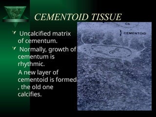cementum in periodontics and classification of cementum, composition of ...