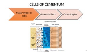 Comprehensive Overview of Cementum: Development, Structure, and ...