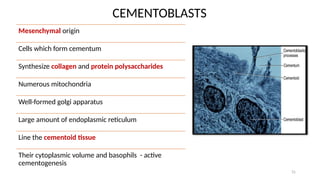 Comprehensive Overview of Cementum: Development, Structure, and ...