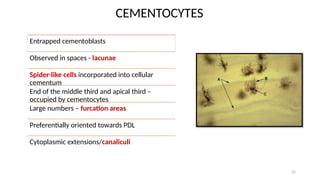 Comprehensive Overview of Cementum: Development, Structure, and ...
