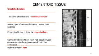 Comprehensive Overview of Cementum: Development, Structure, and ...