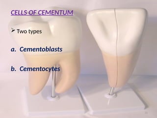 CEMENTUM – ULTRA STRUCTURE & FUNCTIONS.pptx