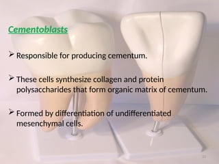 CEMENTUM – ULTRA STRUCTURE & FUNCTIONS.pptx