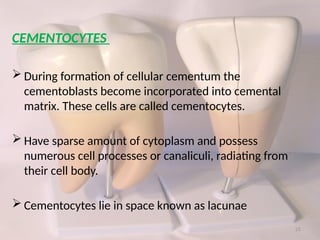 CEMENTUM – ULTRA STRUCTURE & FUNCTIONS.pptx