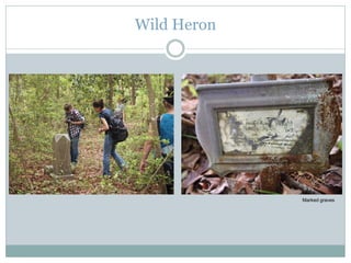 Wild Heron
Marked graves
 