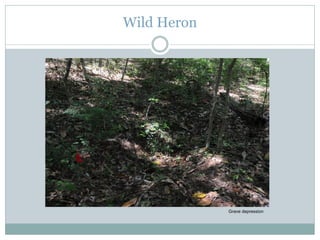 Wild Heron
Grave depression
 