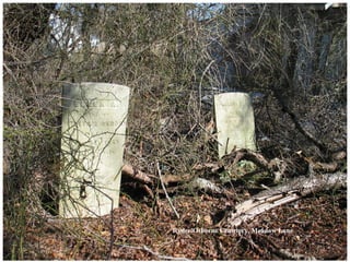 Ryder/Osborne Cemetery, Meadow Lane
 