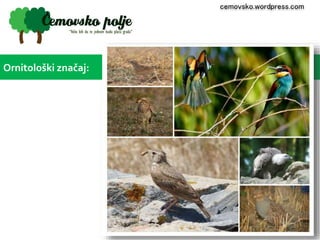Ornitološki značaj: 
cemovsko.wordpress.com 
 