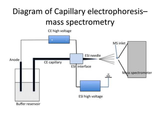 Diagram of Capillary electrophoresis–
mass spectrometry
 