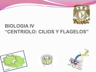 BIOLOGIA IV
“CENTRIOLO: CILIOS Y FLAGELOS”
 
