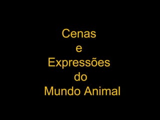 Cenas  e  Expressões  do Mundo Animal 