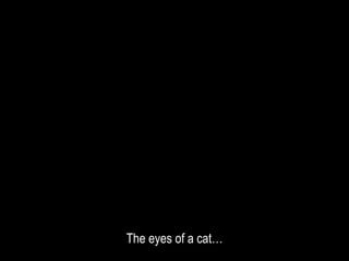The eyes of a cat…
 