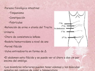 <ul><li>Paresia fisiológica intestinal </li></ul><ul><ul><li>Timpanismo </li></ul></ul><ul><ul><li>Constipación </li></ul>...