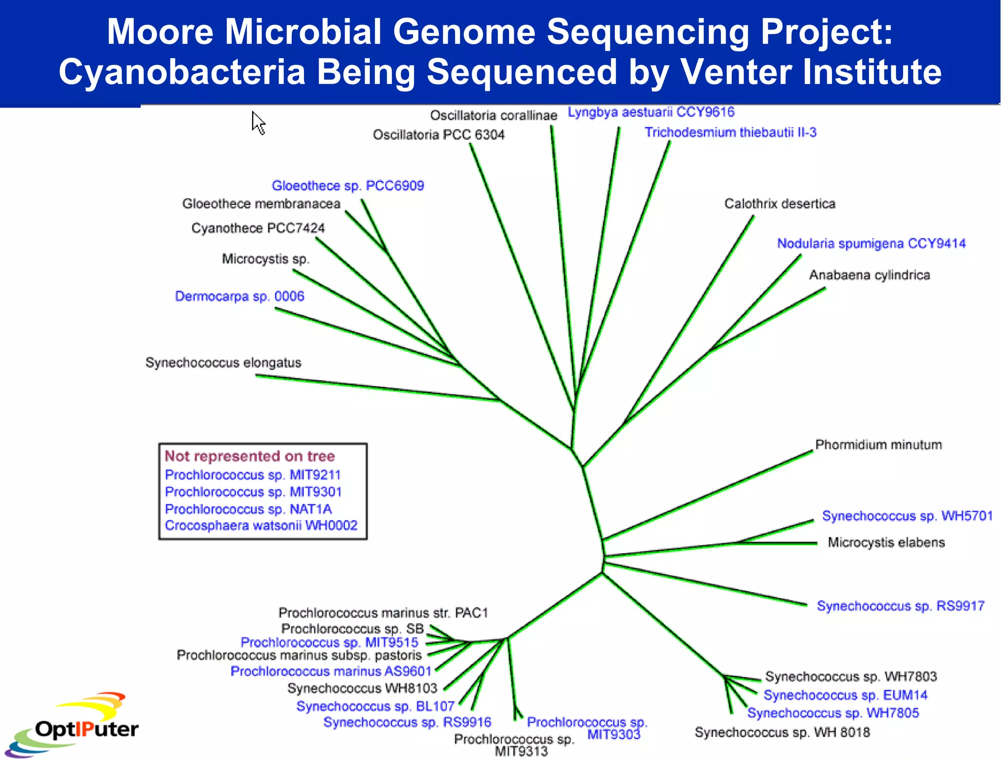 Moore Microbial Genome Sequencing Project: Cyanobacteria Being Sequenced by Venter Institute 