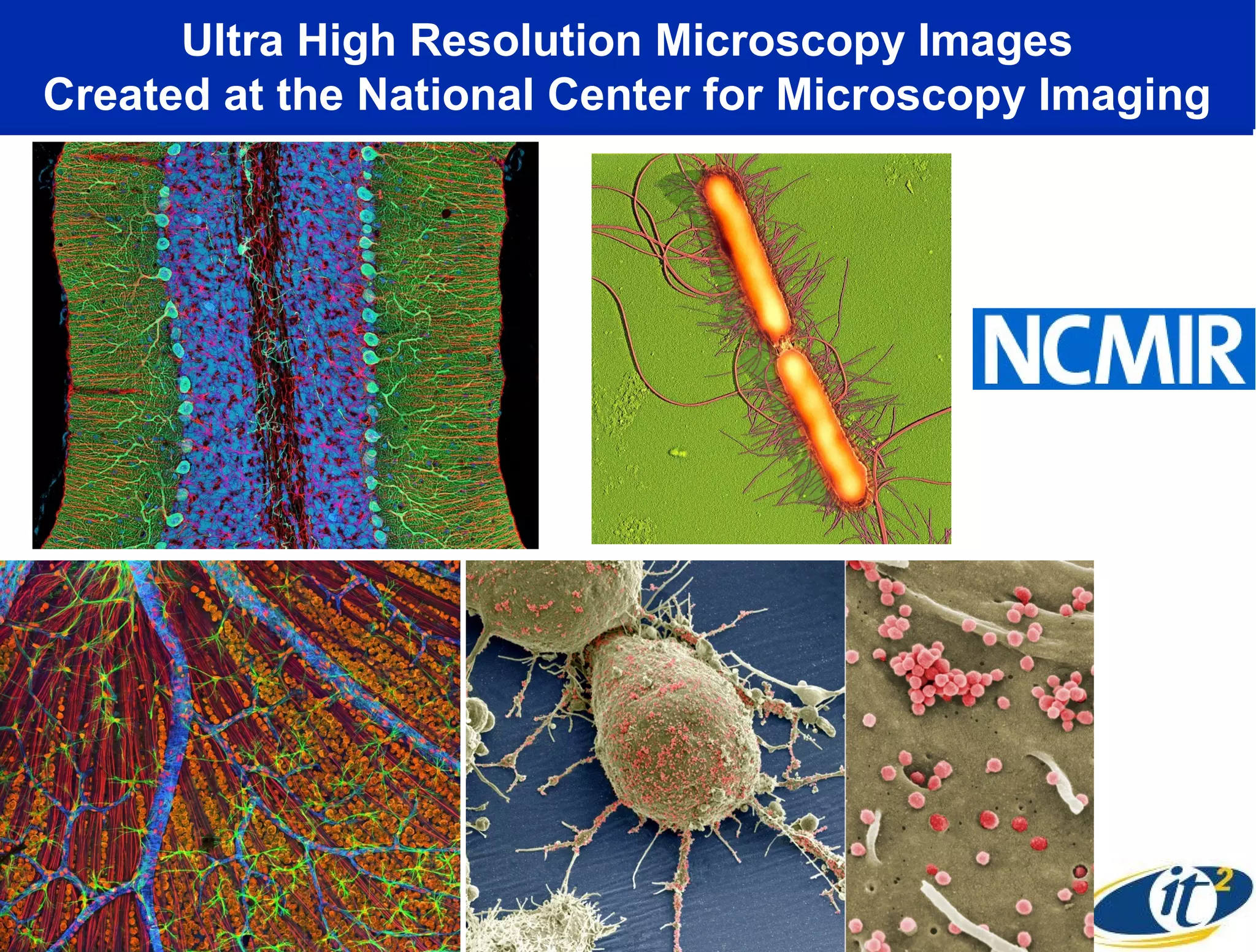 Ultra High Resolution Microscopy Images
Created at the National Center for Microscopy Imaging
 
