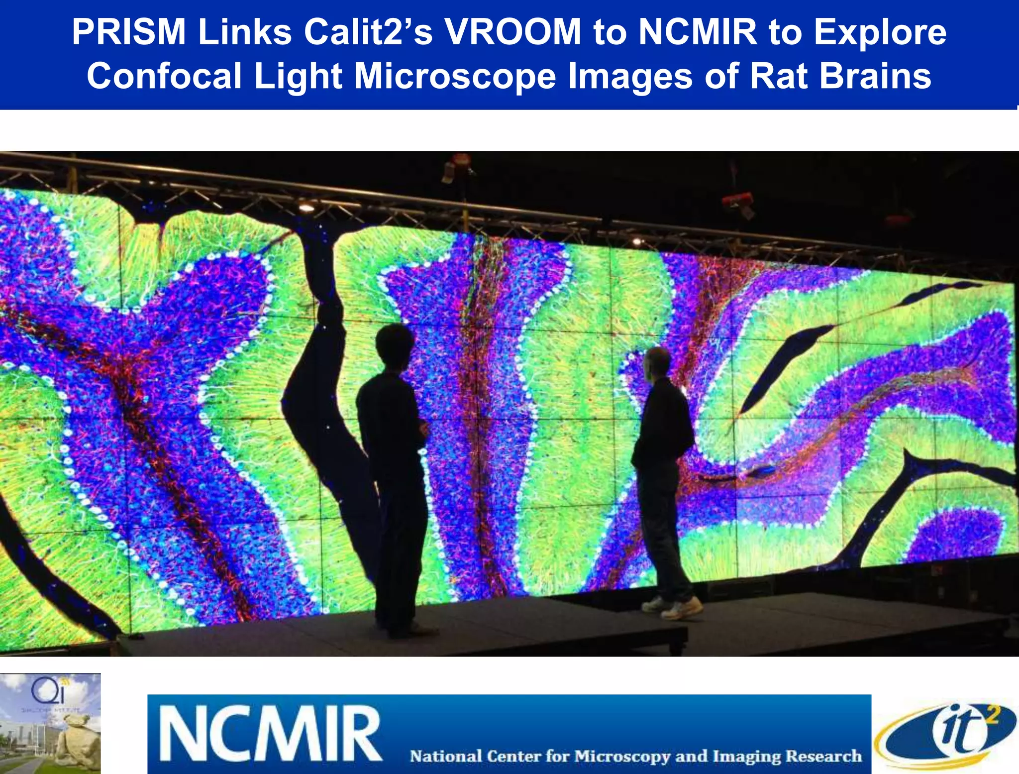 PRISM Links Calit2’s VROOM to NCMIR to Explore
Confocal Light Microscope Images of Rat Brains
 