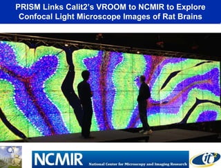 PRISM Links Calit2’s VROOM to NCMIR to Explore
Confocal Light Microscope Images of Rat Brains
 