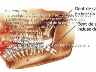 Le temporalLe temporal::
Il a une forme d’éventail, il s’insert du côté de la faceIl a une forme d’éventail, il s’insert du côté de la face
latérale du crâne dans la fosse temporale et pluslatérale du crâne dans la fosse temporale et plus
en avant près du bord latéral de la crête supra-en avant près du bord latéral de la crête supra-
orbitaire, comprend trois chefsorbitaire, comprend trois chefs::
1.1. Antérieur verticalAntérieur vertical
2.2. Moyen oblique;Moyen oblique;
3.3. Postérieur horizontal.Postérieur horizontal.
Il commande le mouvement d’occlusion rapide et laIl commande le mouvement d’occlusion rapide et la
mastication légèremastication légère..//////////
 