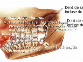 le ptérygoïdien interne:le ptérygoïdien interne:
Muscle rectangulaire, il part de la fosseMuscle rectangulaire, il part de la fosse
ptérygoïde pour venir s’insérer sur l’angleptérygoïde pour venir s’insérer sur l’angle
mandibulaire côté interne, présente deuxmandibulaire côté interne, présente deux
chefs:chefs:
1.1. Chef supérieur;Chef supérieur;
2.2. Chef inférieur.Chef inférieur.
Il participe dans les mouvements latéraux deIl participe dans les mouvements latéraux de
la mandibulela mandibule ************
 