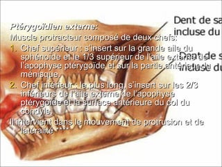 Ptérygoïdien externe:Ptérygoïdien externe:
Muscle protracteur composé de deux chefs:Muscle protracteur composé de deux chefs:
1.1. Chef supérieur : s’insert sur la grande aile duChef supérieur : s’insert sur la grande aile du
sphénoïde et le 1/3 supérieur de l’aile externe desphénoïde et le 1/3 supérieur de l’aile externe de
l’apophyse ptérygoïde et sur la partie antérieur dul’apophyse ptérygoïde et sur la partie antérieur du
ménisque.ménisque.
2.2. Chef inférieur : le plus long, s’insert sur les 2/3Chef inférieur : le plus long, s’insert sur les 2/3
inférieurs de l’aile externe de l’apophyseinférieurs de l’aile externe de l’apophyse
ptérygoïde et la surface antérieure du col duptérygoïde et la surface antérieure du col du
condyle.condyle.
Il intervient dans le mouvement de protrusion et deIl intervient dans le mouvement de protrusion et de
latéralitélatéralité ********
 