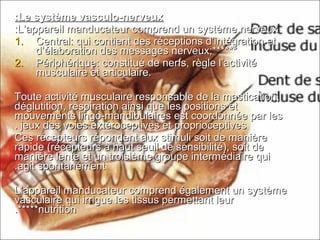 Le système vasculo-nerveuxLe système vasculo-nerveux::
L’appareil manducateur comprend un système nerveuxL’appareil manducateur comprend un système nerveux::
1.1. Central: qui contient des réceptions d’intégration etCentral: qui contient des réceptions d’intégration et
d’élaboration des messages nerveux;******d’élaboration des messages nerveux;******
2.2. Périphérique: constitué de nerfs, règle l’activitéPériphérique: constitué de nerfs, règle l’activité
musculaire et articulaire.musculaire et articulaire.
Toute activité musculaire responsable de la mastication,Toute activité musculaire responsable de la mastication,
déglutition, respiration ainsi que les positions etdéglutition, respiration ainsi que les positions et
mouvements lingo-mandibulaires est coordonnée par lesmouvements lingo-mandibulaires est coordonnée par les
jeux des voies extéroceptives et proprioceptivesjeux des voies extéroceptives et proprioceptives..
Ces récepteurs répondent aux stimuli soit de manièreCes récepteurs répondent aux stimuli soit de manière
rapide (récepteurs à haut seuil de sensibilité), soit derapide (récepteurs à haut seuil de sensibilité), soit de
manière lente et un troisième groupe intermédiaire quimanière lente et un troisième groupe intermédiaire qui
agit spontanémentagit spontanément..
L’appareil manducateur comprend également un systèmeL’appareil manducateur comprend également un système
vasculaire qui irrigue les tissus permettant leurvasculaire qui irrigue les tissus permettant leur
nutritionnutrition.*****.*****
 