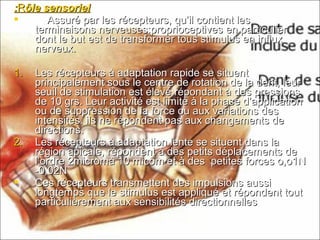 RRôle sensorielôle sensoriel::
 Assuré par les récepteurs, qu’il contient lesAssuré par les récepteurs, qu’il contient les
terminaisons nerveuses:proprioceptives en particulierterminaisons nerveuses:proprioceptives en particulier
dont le but est de transformer tous stimulus en influxdont le but est de transformer tous stimulus en influx
nerveux.nerveux.
1.1. Les récepteurs à adaptation rapide se situentLes récepteurs à adaptation rapide se situent
principalement sous le centre de rotation de la dent, leurprincipalement sous le centre de rotation de la dent, leur
seuil de stimulation est élevé répondant à des pressionsseuil de stimulation est élevé répondant à des pressions
de 10 grs. Leur activité est limité à la phase d’applicationde 10 grs. Leur activité est limité à la phase d’application
ou de suppression de la force ou aux variations desou de suppression de la force ou aux variations des
intensités. ils ne répondent pas aux changements deintensités. ils ne répondent pas aux changements de
directions.directions.
2.2. Les récepteurs à adaptation lente se situent dans laLes récepteurs à adaptation lente se situent dans la
région apicale, répondent à des petits déplacements derégion apicale, répondent à des petits déplacements de
l’ordre 2micromà 10 micom et à des petites forces o,o1Nl’ordre 2micromà 10 micom et à des petites forces o,o1N
-0,02N-0,02N
 Ces récepteurs transmettent des impulsions aussiCes récepteurs transmettent des impulsions aussi
longtemps que le stimulus est appliqué et répondent toutlongtemps que le stimulus est appliqué et répondent tout
particulièrement aux sensibilités directionnellesparticulièrement aux sensibilités directionnelles
 