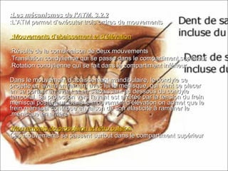 3.2.23.2.2..Les mécanismes de l’ATMLes mécanismes de l’ATM::
L’ATM permet d’exécuter trois ordres de mouvementsL’ATM permet d’exécuter trois ordres de mouvements::
Mouvements d’abaissement et d’élévationMouvements d’abaissement et d’élévation::
Résulte de la combinaison de deux mouvementsRésulte de la combinaison de deux mouvements::
Translation condylienne qui se passe dans le compartiment supérieurTranslation condylienne qui se passe dans le compartiment supérieur..
Rotation condylienne qui se fait dans le compartiment inférieurRotation condylienne qui se fait dans le compartiment inférieur..
Dans le mouvement d’abaissement mandibulaire, le condyle seDans le mouvement d’abaissement mandibulaire, le condyle se
projette en avant entraînant avec lui le ménisque, qui vient se placerprojette en avant entraînant avec lui le ménisque, qui vient se placer
en se portant en avant et en s’abaissant au dessous du condyleen se portant en avant et en s’abaissant au dessous du condyle
temporal. Sa projection vers l’avant est arrêtée par la tension du freintemporal. Sa projection vers l’avant est arrêtée par la tension du frein
méniscal postérieur. Dans le mouvement d’élévation on admet que leméniscal postérieur. Dans le mouvement d’élévation on admet que le
frein méniscal contribue en raison de son élasticité à ramener lefrein méniscal contribue en raison de son élasticité à ramener le
ménisque en arrièreménisque en arrière..
Mouvements de propulsion et rétro pulsionMouvements de propulsion et rétro pulsion::
Ces mouvements se passent surtout dans le compartiment supérieurCes mouvements se passent surtout dans le compartiment supérieur
 