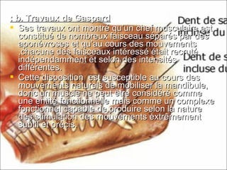 b. Travaux de Gaspardb. Travaux de Gaspard::
 Ses travaux ont montré qu’un chef musculaire estSes travaux ont montré qu’un chef musculaire est
constitué de nombreux faisceau séparés par desconstitué de nombreux faisceau séparés par des
aponévroses et qu’au cours des mouvementsaponévroses et qu’au cours des mouvements
,chacune des faisceaux intéressé était recruté,chacune des faisceaux intéressé était recruté
indépendamment et selon des intensitésindépendamment et selon des intensités
différentes.différentes.
 Cette disposition est susceptible au cours desCette disposition est susceptible au cours des
mouvements naturels de mobiliser la mandibule,mouvements naturels de mobiliser la mandibule,
donc un muscle ne peut être considéré commedonc un muscle ne peut être considéré comme
une entité fonctionnelle mais comme un complexeune entité fonctionnelle mais comme un complexe
fonctionnel capable de produire selon la naturefonctionnel capable de produire selon la nature
des stimulation des mouvements extrêmementdes stimulation des mouvements extrêmement
subtil et précis.subtil et précis.
 